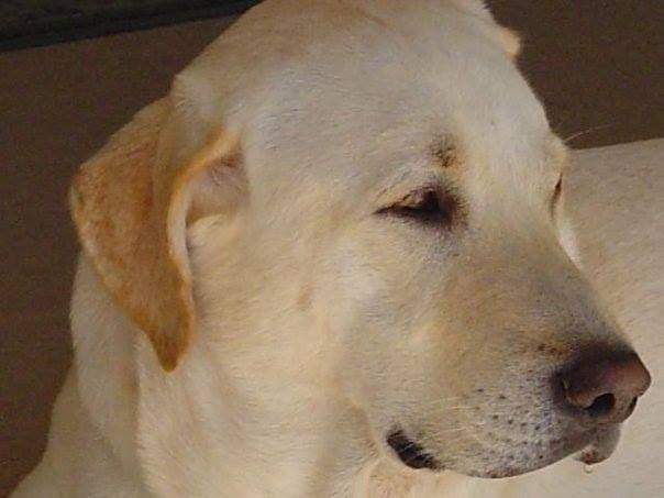 Widia GTD #15187 Oal 1-7/8" Hss NC/Unc 3Fl Qty. 3