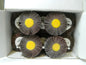 Alum Oxide Coated Mounted Flap Wheel 2-1/2" Diam x 1" FW Medium Qty 10 BD3273
